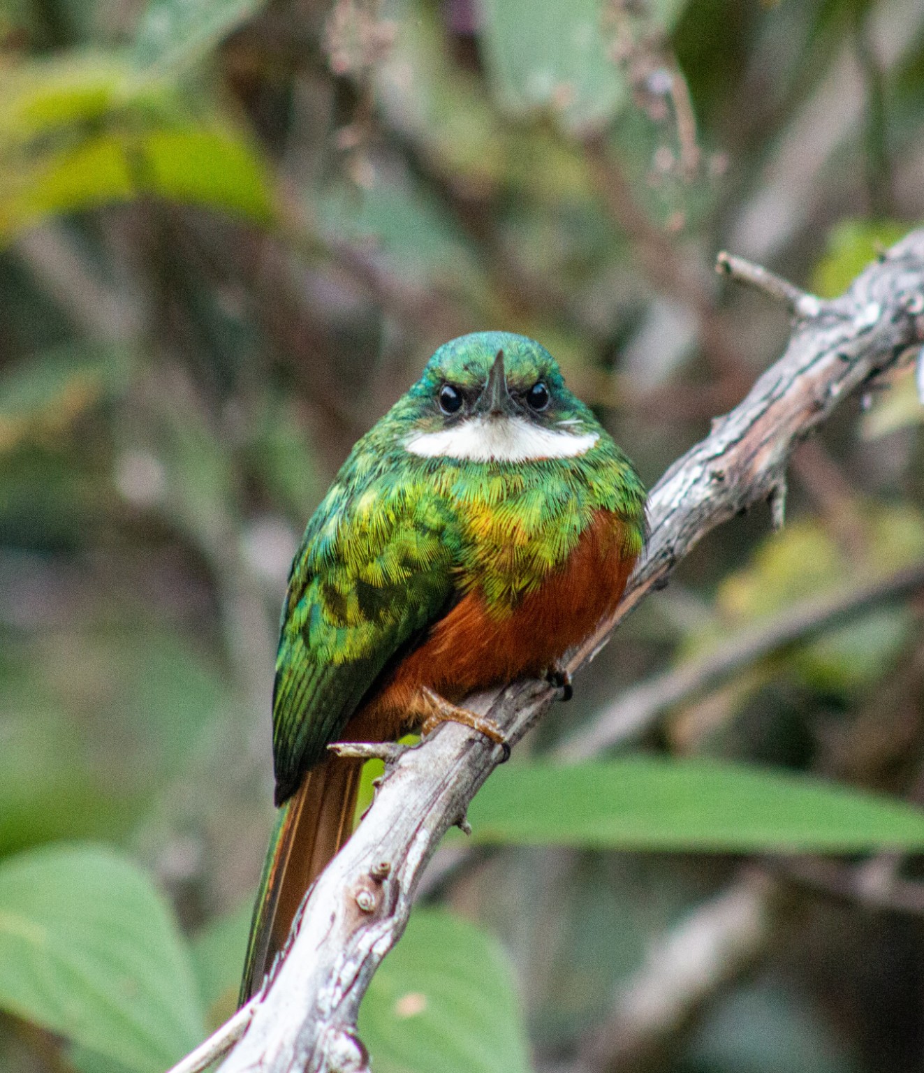 Ave de plumagem verde e castanha pousada em um galho