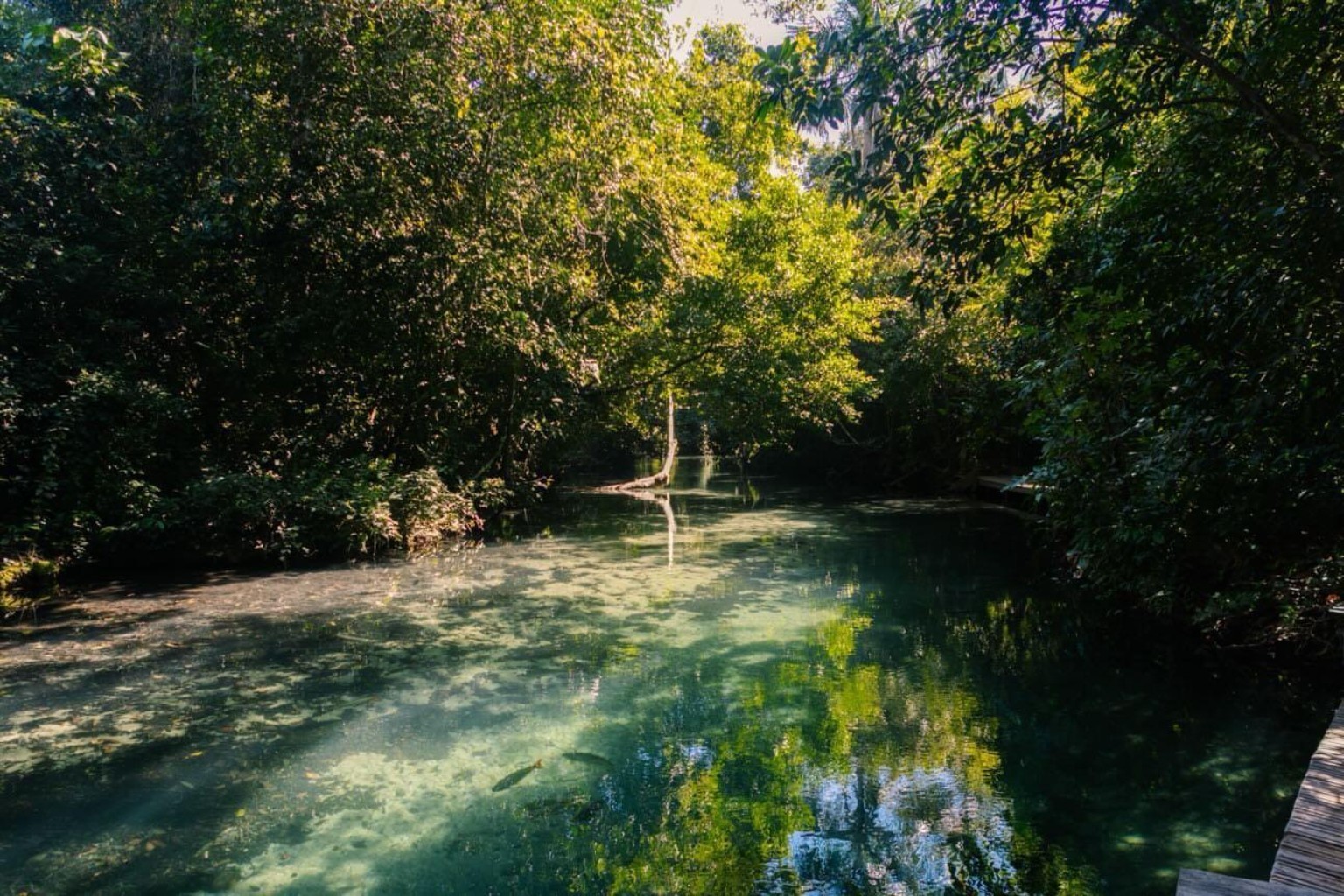 Rio Salobra de águas claras entre árvores no Refúgio das Águas